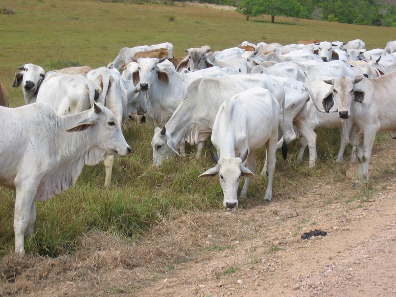 Rinder auf der Strasse